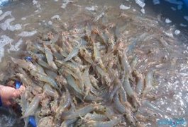 Durante operação, criador de camarão é autuado por furtar energia em Limoeiro de Anadia