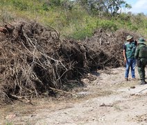 Fiscalização embarga áreas desmatadas que equivalem a 419 campos de futebol em Limoeiro de Anadia, Olho d'Água Grande e São Brás