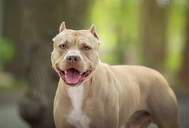 Sessão especial discutirá posse e circulação de cães considerados agressivos