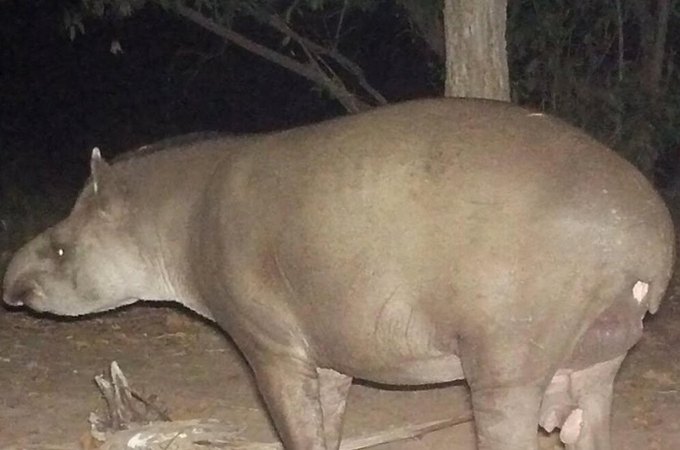 Após formar família, 'Cuzinho' passa marca genética para filhote no Pantanal