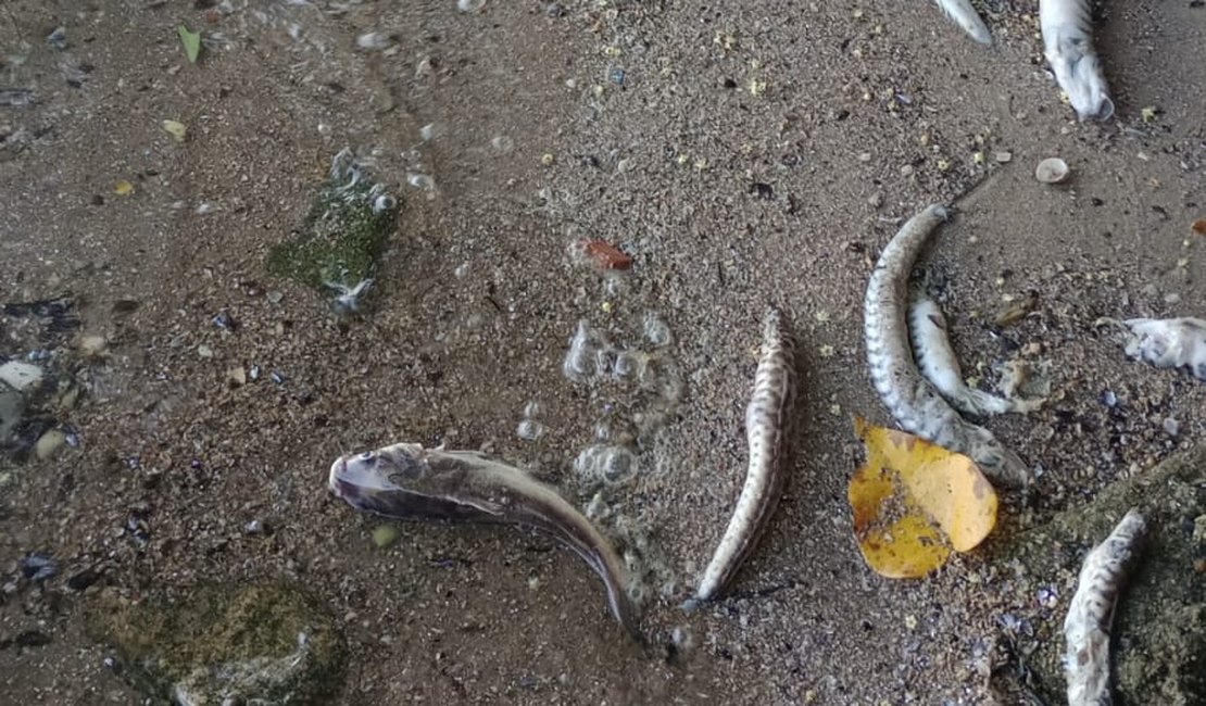 Cooperativa de marisqueiras denúncia morte de centenas de peixes na Lagoa Mundaú