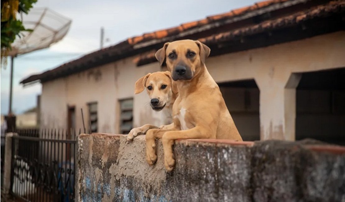 México reconhece cachorro caramelo como raça local e revolta brasileiros: 'Motivo para guerra'