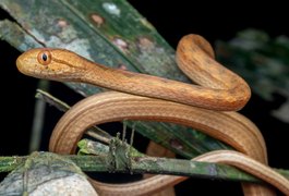 Cobras pequenas são encontradas em pia na cozinha de residência em Arapiraca