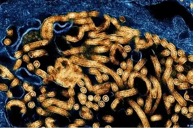 OMS declara surto de ebola na África: “Emergência global”