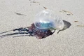 Jovem sofre queimaduras de caravelas e recebe atendimento na Praia do Francês