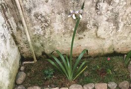 Família aluga casa e descobre proprietária enterrada no jardim do imóvel