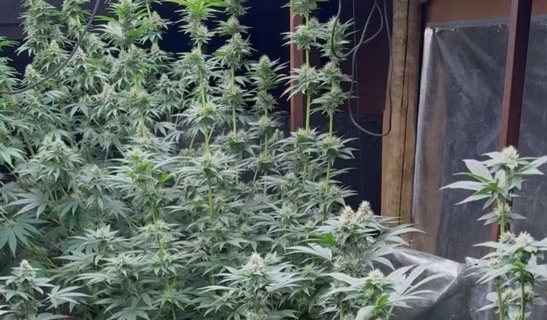 Mãe furta celular em consultório e sem querer leva PM até estufa de maconha do filho em Uberlândia