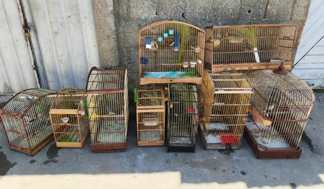 PM apreende 111 aves silvestres mantidas ilegalmente em cativeiro no Litoral Sul de Alagoas