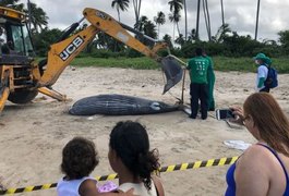 Baleia jubarte é encontrada morta em praia de Maragogi