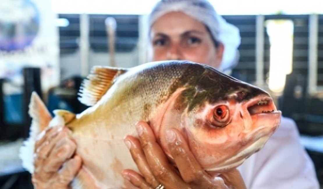 Agricultura promove Feira do Peixe Vivo nesta quarta e quinta-feira