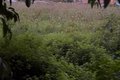 Homem é morto a tiros em terreno baldio na região do Distrito Industrial, em Maceió