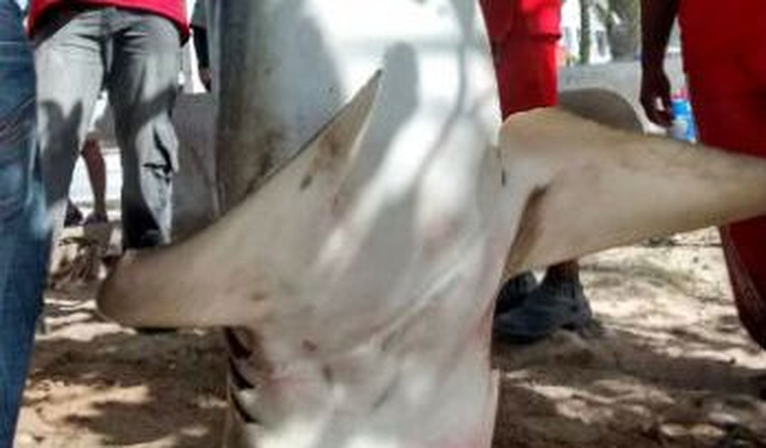 Pescadores capturam tubarão em Rio Doce, em Olinda PE