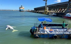 Filhote de Baleia-jubarte encontrado morto em Maceió