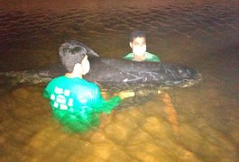 Biólogos tentam resgatar baleia encalhada na praia da Lagoa do Pau