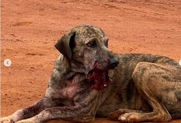 Campanha busca doações para tratamento de cachorra que levou tiros na boca em Palmeira dos Índios
