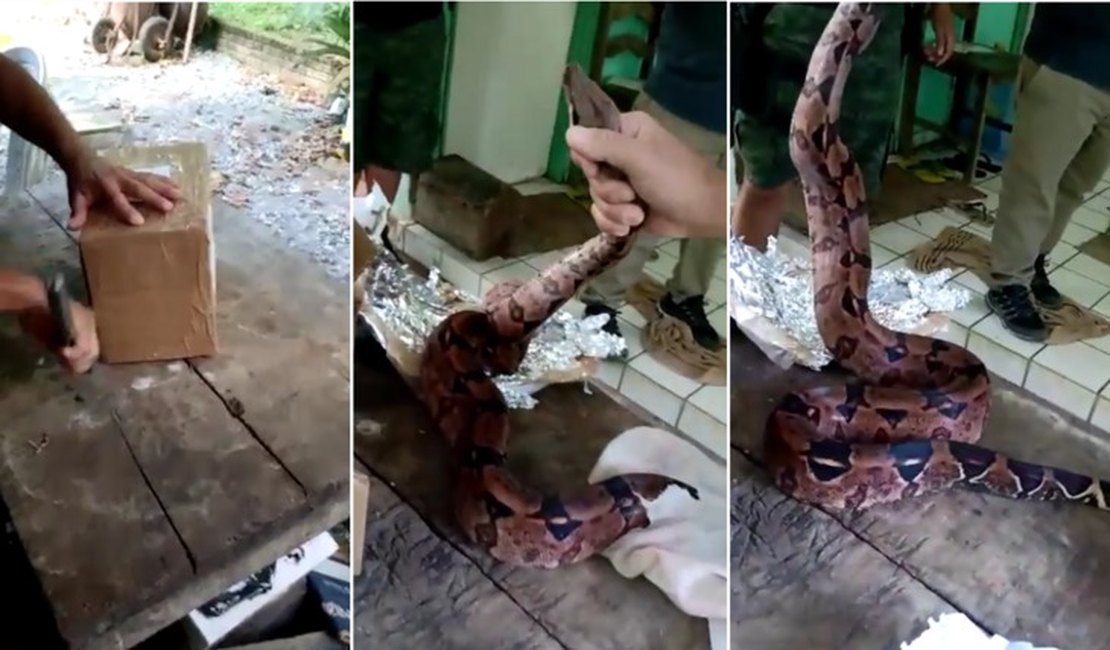 Polícia Federal investiga caso de cobra jiboia encontrada dentro de pacote nos Correios de Alagoas
