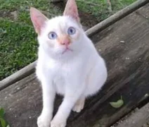 Conheça o gatoelho, o gato que parece um coelho