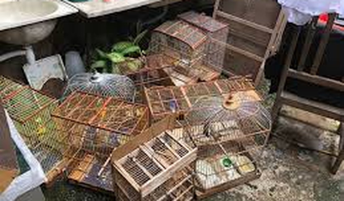 Polícia apreende quase 300 aves silvestres em pet shop