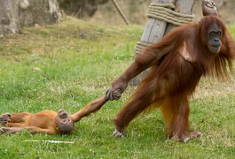 Macaco de 3 anos faz birra após mãe interromper brincadeira