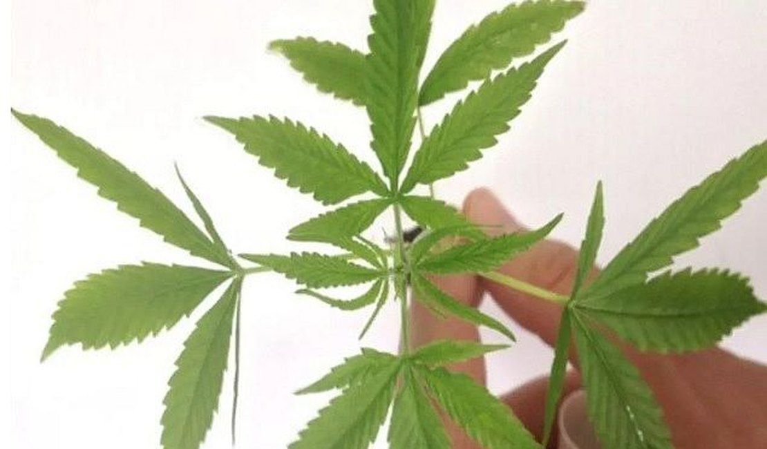 Veja perguntas e respostas sobre as regras para usar maconha medicinal no Brasil