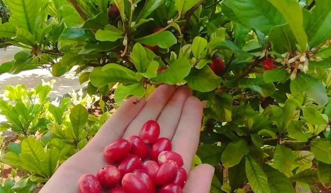 Febre nas redes sociais, fruta do milagre pode trazer riscos à saúde; entenda