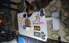 Drogas apreendidas no Cangandu, em Arapiraca