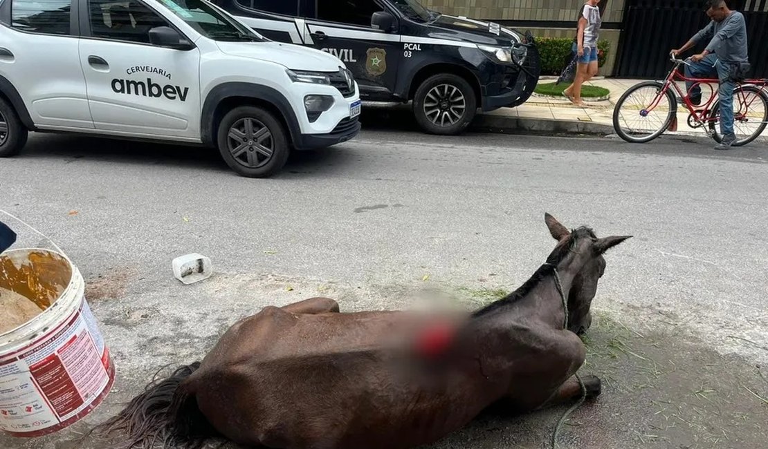 Homem suspeito de maus tratos a cavalo morto é preso no interior