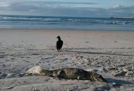 Jacaré é encontrado morto em praia de Maceió