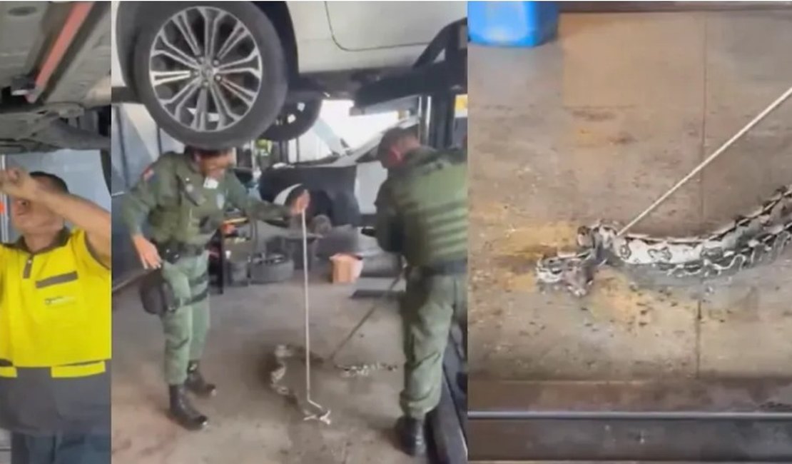 Polícia ambiental retira jiboia encontrada dentro do motor de carro, em Maceió