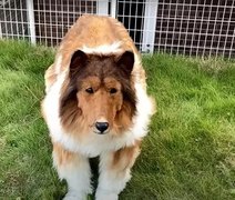 Japonês gasta R$ 70 mil para se tornar um cachorro