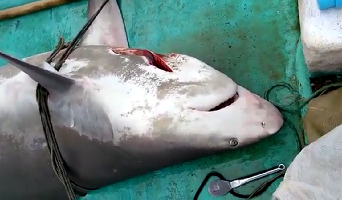 VÍDEO. Pescadores capturam tubarão na Barra Nova