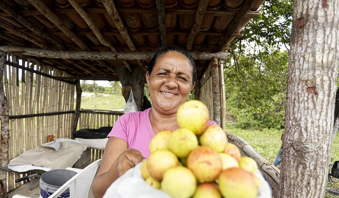 Mangaba, uma fruta que está desaparecendo em Pernambuco