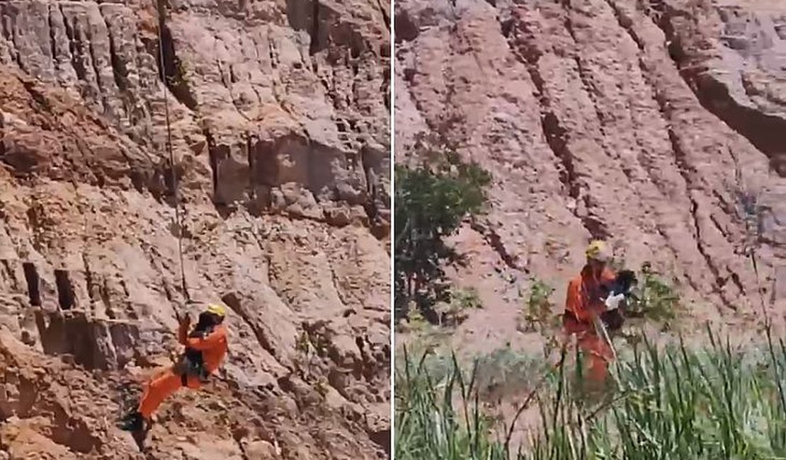 Vídeo. Bombeiros utilizam técnica de rapel para resgatar cachorro preso em ribanceira