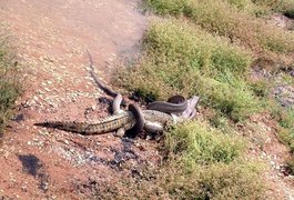 Píton vence batalha e devora crocodilo na Austrália