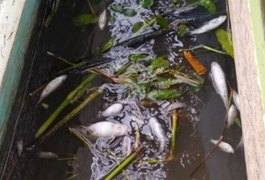 Peixes morrem por causa de melaço derramado após explosão de tanque de usina em Campo Alegre