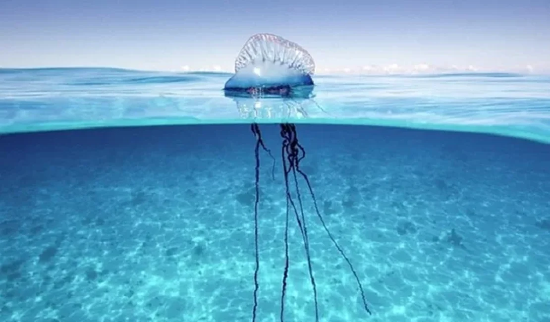 Nove banhistas são queimados por caravelas na Praia do Francês; quatro eram crianças