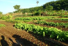 Representante do Sebrae nacional destaca resultados da Horticultura em Arapiraca