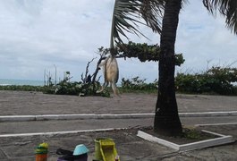 Tartaruga é pendurada pelo pescoço em coqueiro na orla de Maceió