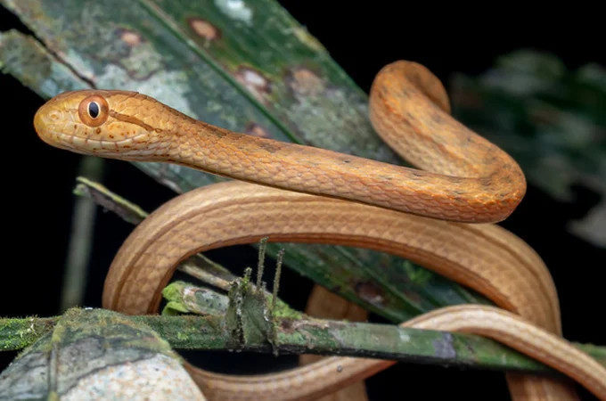 Cobras pequenas são encontradas em pia na cozinha de residência em Arapiraca