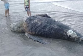 Filhote de jubarte é encontrado morto na praia de Pajuçara, em Maceió