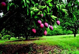 Homem ameaça vizinha após ser proibido de tirar frutas de árvores, em Arapiraca; PM foi acionada