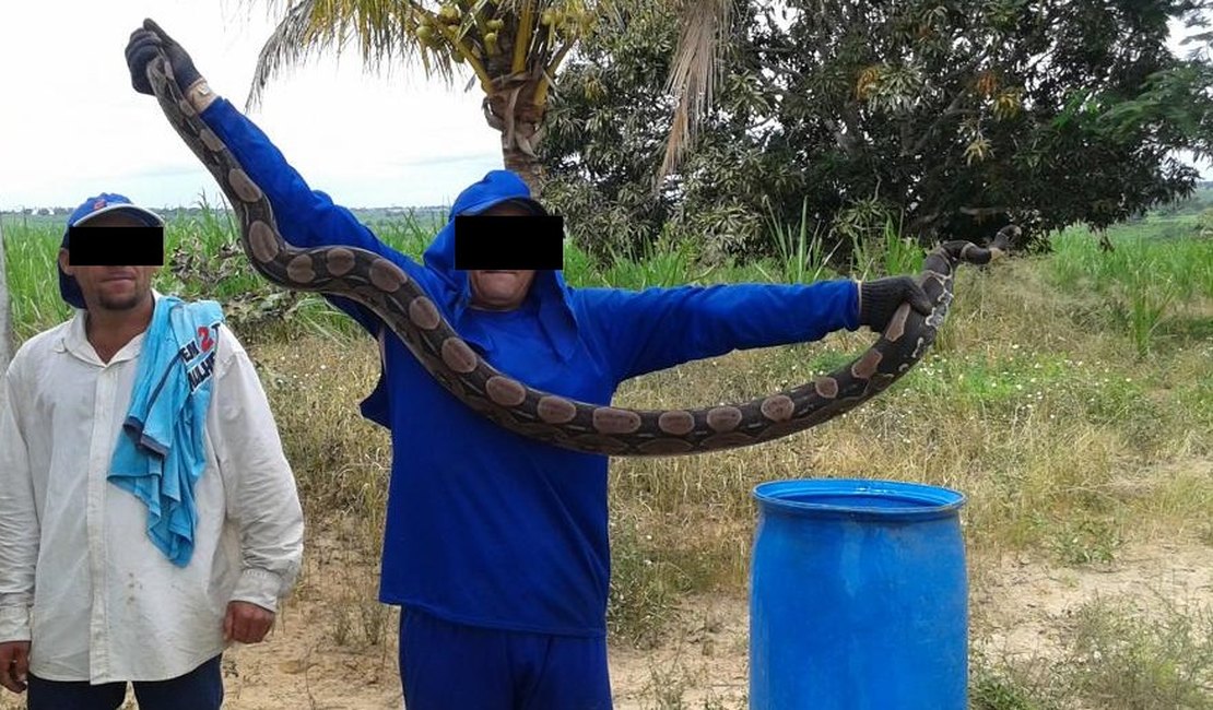 Trabalhadores rurais capturam serpente em São Sebastião