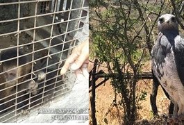 Macaco, águias e outros animais silvestres mantidos em cativeiro são apreendidos em operação