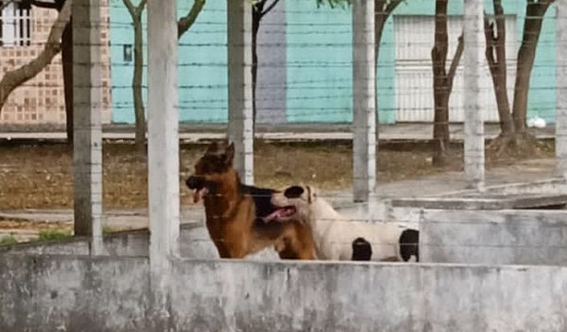 Cães entram em residência, matam animais e moradora se esconde em cômodo, em Penedo