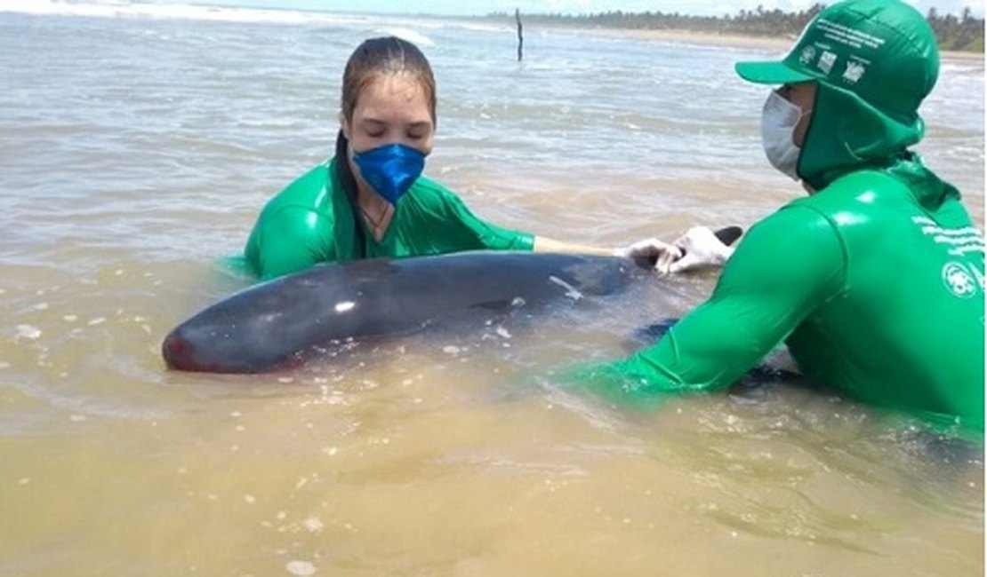 Baleia é resgatada após encalhar em mar de Feliz Deserto