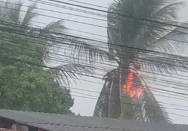 Raio atinge coqueiro e provoca incêndio durante fortes chuvas, em Arapiraca