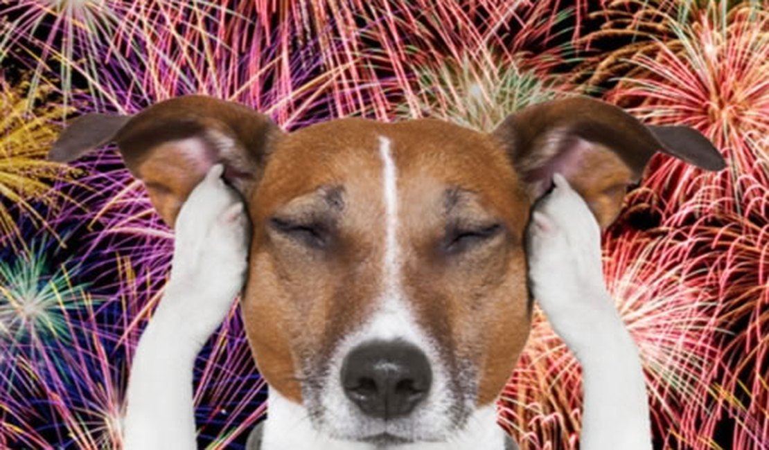 Como reduzir o estresse do animal durante a queima de fogos no período junino