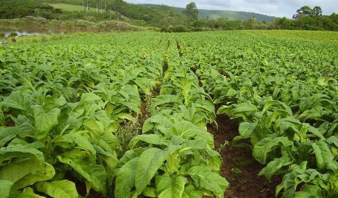 Plantação de fumo é furtada durante a madrugada na zona rural de Craíbas