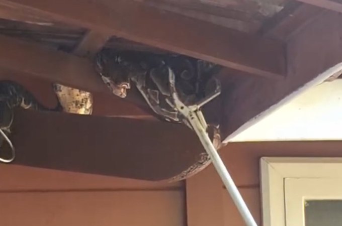 Jiboia é resgatada pelo BPA após ser encontrada em telhado de residência em Maceió