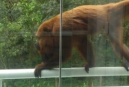 Bebê de quase dois anos é atacada por macaco bugio dentro de casa no PR